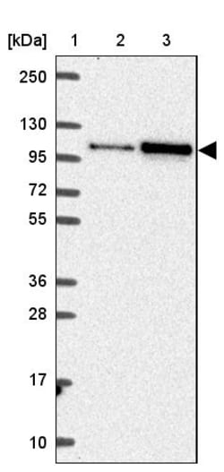 Invitrogen HELLS Polyclonal Antibody 100 &mu;L; Unconjugated:Antibodies,