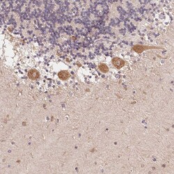 Invitrogen RPL27A Polyclonal Antibody 100 &mu;L; Unconjugated:Antibodies,