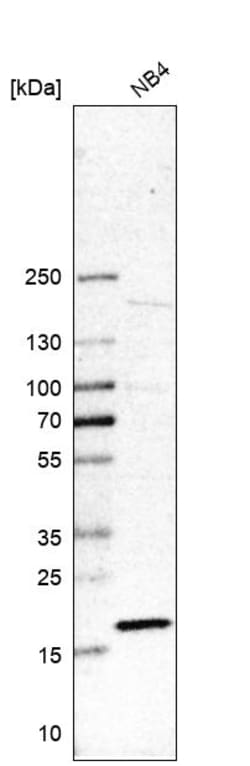 Invitrogen RPL27A Polyclonal Antibody 100 &mu;L; Unconjugated:Antibodies,