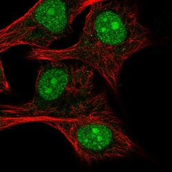 Invitrogen RSL24D1 Polyclonal Antibody 100 &mu;L; Unconjugated:Antibodies,