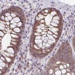 Invitrogen RSL24D1 Polyclonal Antibody 100 &mu;L; Unconjugated:Antibodies,