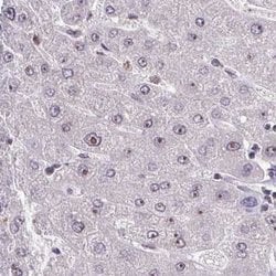 Invitrogen RSL24D1 Polyclonal Antibody 100 &mu;L; Unconjugated:Antibodies,