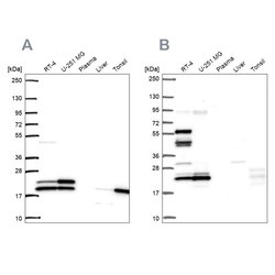 Invitrogen RSL24D1 Polyclonal Antibody 100 &mu;L; Unconjugated:Antibodies,