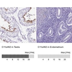 Invitrogen C11orf42 Polyclonal Antibody 100 &mu;L; Unconjugated:Antibodies,