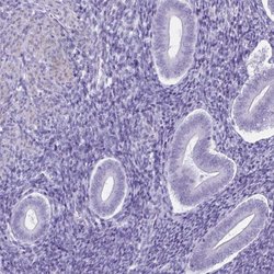 Invitrogen C11orf42 Polyclonal Antibody 100 &mu;L; Unconjugated:Antibodies,