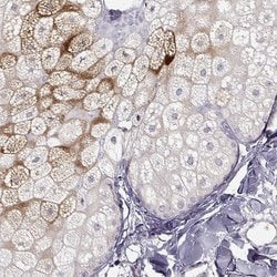 Invitrogen AWAT1 Polyclonal Antibody 100 &mu;L; Unconjugated:Antibodies,
