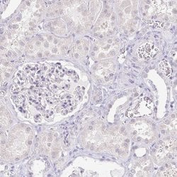 KRTDAP Polyclonal Antibody:Antibodies, Polyclonal