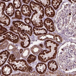 Invitrogen SDOS Polyclonal Antibody 100 &mu;L; Unconjugated:Antibodies,