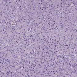 Invitrogen SGTB Polyclonal Antibody 100 &mu;L; Unconjugated:Antibodies,