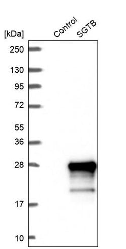 Invitrogen SGTB Polyclonal Antibody 100 &mu;L; Unconjugated:Antibodies,