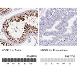 Invitrogen HDGFL1 Polyclonal Antibody 100 &mu;L; Unconjugated:Antibodies,