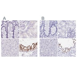 Invitrogen HDGFL1 Polyclonal Antibody 100 &mu;L; Unconjugated:Antibodies,