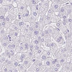 Invitrogen HDGFL1 Polyclonal Antibody 100 &mu;L; Unconjugated:Antibodies,