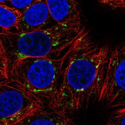 Invitrogen Arfaptin 1 Polyclonal Antibody 100 &mu;L | Buy Online | Invitrogen&trade; | Fisher Scientific