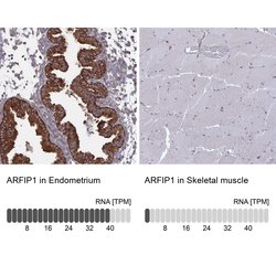 Invitrogen Arfaptin 1 Polyclonal Antibody 100 &mu;L | Buy Online | Invitrogen&trade; | Fisher Scientific