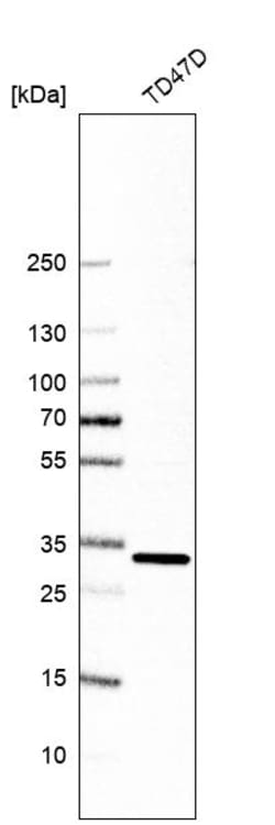 Invitrogen TMX2 Polyclonal Antibody 100 &mu;L; Unconjugated:Antibodies,