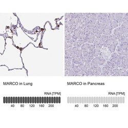 Invitrogen MARCO Polyclonal Antibody 100 &mu;L; Unconjugated:Antibodies,