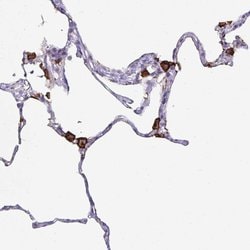 Invitrogen MARCO Polyclonal Antibody 100 &mu;L; Unconjugated:Antibodies,