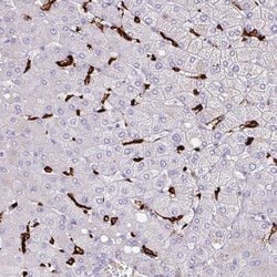 Invitrogen MARCO Polyclonal Antibody 100 &mu;L; Unconjugated:Antibodies,