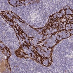 Invitrogen MARCO Polyclonal Antibody 100 &mu;L; Unconjugated:Antibodies,