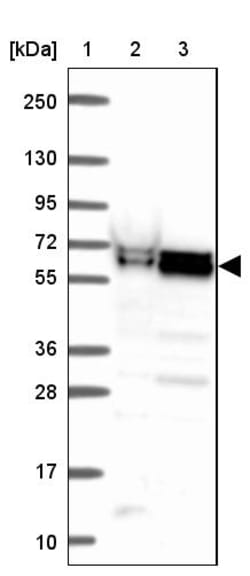 Invitrogen ZNF207 Polyclonal Antibody 100 &mu;L; Unconjugated:Antibodies,