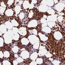 Invitrogen SLC4A1 Polyclonal Antibody 100 &mu;L; Unconjugated:Antibodies,