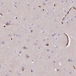 Invitrogen SLC4A1 Polyclonal Antibody 100 &mu;L; Unconjugated:Antibodies,