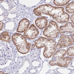 Invitrogen RPL36A Polyclonal Antibody 100 &mu;L; Unconjugated:Antibodies,
