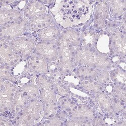 Invitrogen SLC35C1 Polyclonal Antibody 100 &mu;L; Unconjugated:Antibodies,