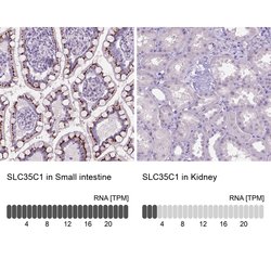 Invitrogen SLC35C1 Polyclonal Antibody 100 &mu;L; Unconjugated:Antibodies,