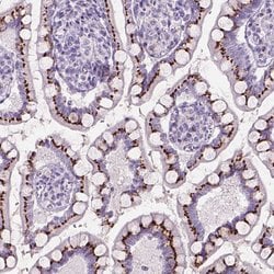 Invitrogen SLC35C1 Polyclonal Antibody 100 &mu;L; Unconjugated:Antibodies,