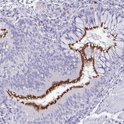 Invitrogen PRR24 Polyclonal Antibody 100 &mu;L | Buy Online | Invitrogen&trade; | Fisher Scientific