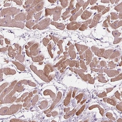 Invitrogen PLA2G2E Polyclonal Antibody 100 &mu;L; Unconjugated:Antibodies,