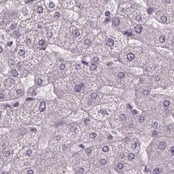 Invitrogen BHLHB5 Polyclonal Antibody 100 &mu;L; Unconjugated:Antibodies,