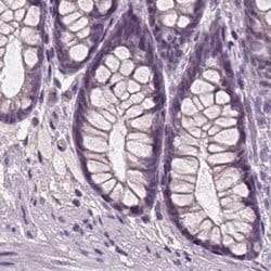 Invitrogen BHLHB5 Polyclonal Antibody 100 &mu;L; Unconjugated:Antibodies,