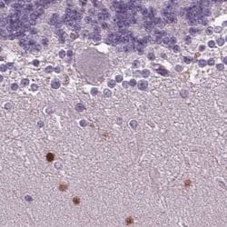 Invitrogen BHLHB5 Polyclonal Antibody 100 &mu;L; Unconjugated:Antibodies,
