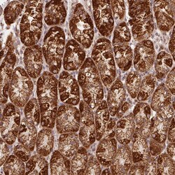 Invitrogen NDUFS6 Polyclonal Antibody 100 &mu;L; Unconjugated:Antibodies,