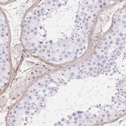Invitrogen PDZD2 Polyclonal Antibody 100 &mu;L; Unconjugated:Antibodies,
