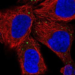 Invitrogen PCSK1N Polyclonal Antibody 100 &mu;L; Unconjugated:Antibodies,