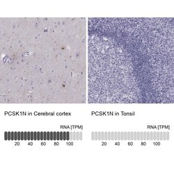 Invitrogen PCSK1N Polyclonal Antibody 100 &mu;L; Unconjugated:Antibodies,