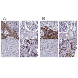 Invitrogen PCSK1N Polyclonal Antibody 100 &mu;L; Unconjugated:Antibodies,