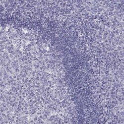 Invitrogen PCSK1N Polyclonal Antibody 100 &mu;L; Unconjugated:Antibodies,