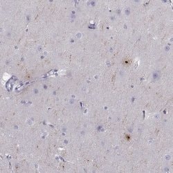 Invitrogen PCSK1N Polyclonal Antibody 100 &mu;L; Unconjugated:Antibodies,