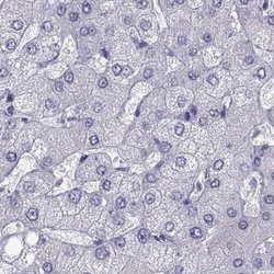 Invitrogen PCSK1N Polyclonal Antibody 100 &mu;L; Unconjugated:Antibodies,