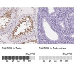 Invitrogen SHCBP1L Polyclonal Antibody 100 &mu;L; Unconjugated:Antibodies,