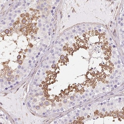 Invitrogen SHCBP1L Polyclonal Antibody 100 &mu;L; Unconjugated:Antibodies,
