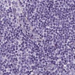 Invitrogen SHCBP1L Polyclonal Antibody 100 &mu;L; Unconjugated:Antibodies,