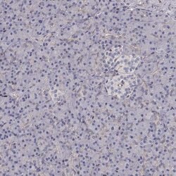 Invitrogen GSDMA Polyclonal Antibody 100 &mu;L; Unconjugated:Antibodies,