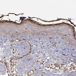 Invitrogen GSDMA Polyclonal Antibody 100 &mu;L; Unconjugated:Antibodies,