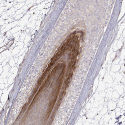 Invitrogen GSDMA Polyclonal Antibody 100 &mu;L; Unconjugated:Antibodies,